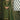 Green Color Pashmina Fabric Festive Wear Classic Salwar Suit