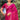 Elegant Magenta Festive Chiffon Fancy Saree