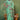 Blazing Sea Green Color Handloom Weaving Fancy Cotton Saree