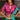 Appealing Viscose Silk Fabric Saree With Weaving Work Collared Blouse In Magenta Color