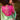 Vartika Singh Fancy Fabric Multi Color Patterned Saree