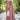 Pink Color Organza Saree with Lace Work