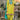Chinon Fabric Yellow Color Beatific Readymade Dhoti Style Salwar Suit