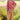 Rani Floral Printed Embroidered Designer Suit