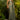Luxury Pure Tissue Grey Party Wear Ready Pleated Saree