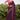 Embroidered And Stone Work Party Style Mesmeric Organza Saree In Wine Color