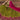 Stunning Mehendi Green Color Lehenga Choli Set For Women