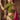 Stunning Mehendi Green Color Lehenga Choli Set For Women