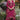 Magenta Color Chinon Fabric Fancy Embroidered Function Wear Readymade Palazzo Salwar Suit
