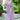 Excellent Purple Color Fancy Fabric Ready To Wear Saree